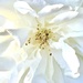 White Iceberg Rose by gardenfolk