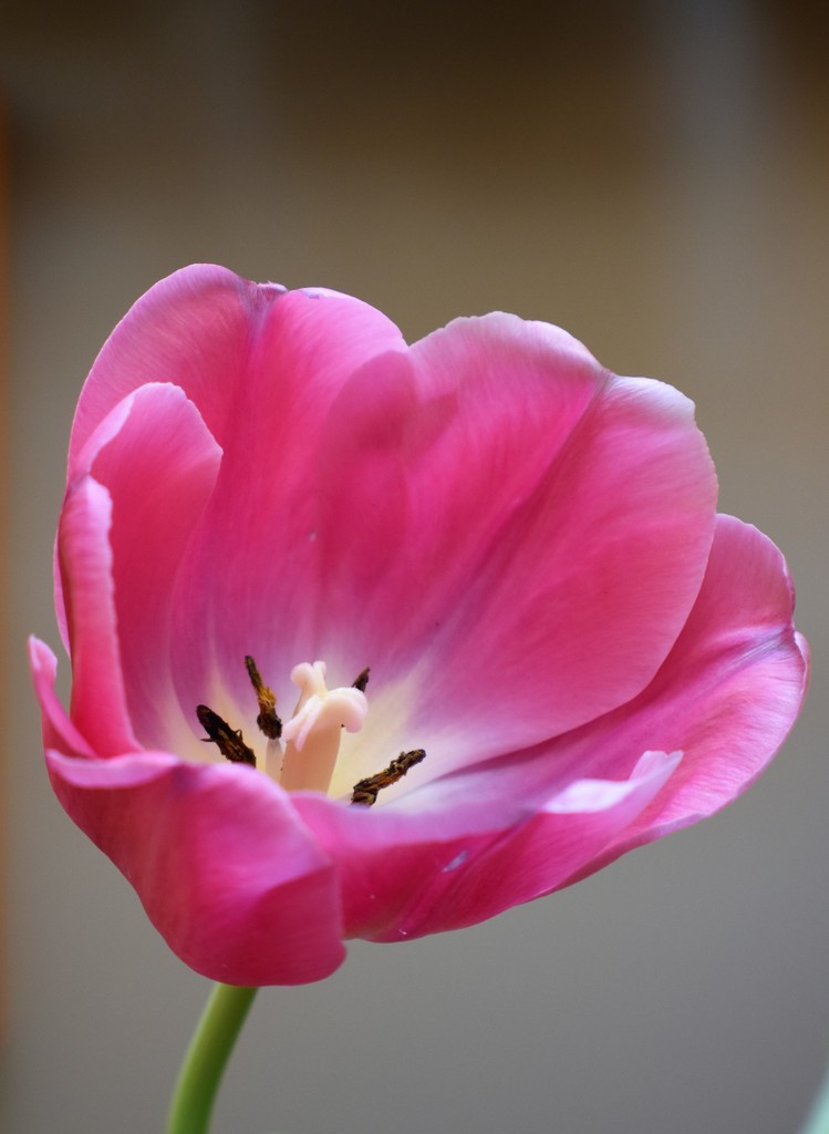 open tulip by caitnessa
