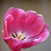 open tulip by caitnessa