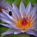 Water Lily and Bumble Bee by yorkshirekiwi