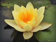 22nd Mar 2017 - Water Lilly