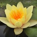 Water Lilly by yorkshirekiwi