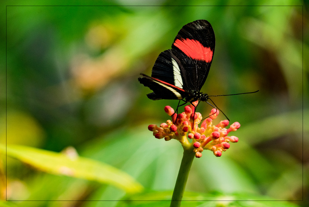 The Butterfly Jungle by stray_shooter