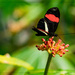 The Butterfly Jungle by stray_shooter