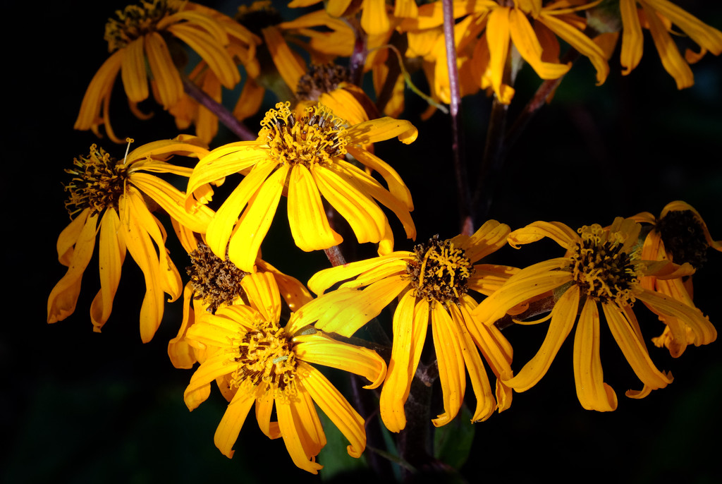 Yellow flowers by dkbarnett