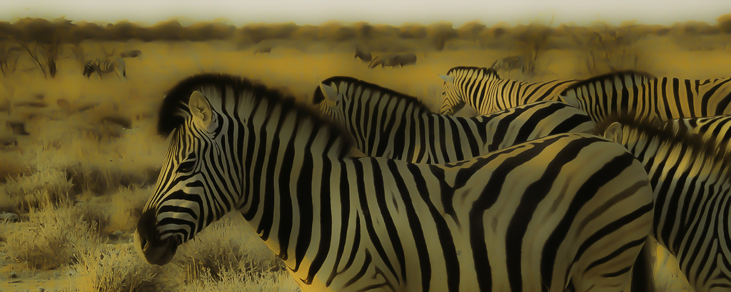 savanna in the morning light by jerome