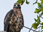 21st Mar 2017 - Galapagos Hawk
