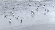 22nd Mar 2017 - An Egret Among The Gulls