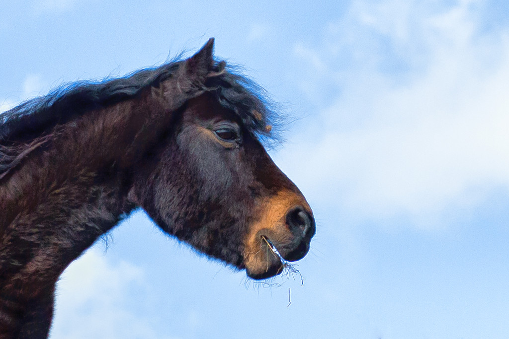 2017-03-22 - Dartmoor Pony again by pamknowler