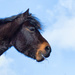 2017-03-22 - Dartmoor Pony again by pamknowler