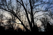 22nd Mar 2017 - Some blue sky behind the tree