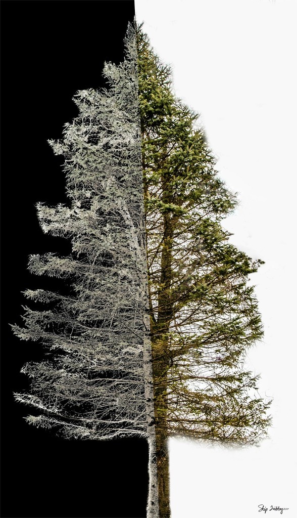 Pine Tree Shot #20 - ETSOOI by skipt07