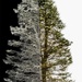 Pine Tree Shot #20 - ETSOOI by skipt07
