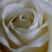 White Rose by carole_sandford