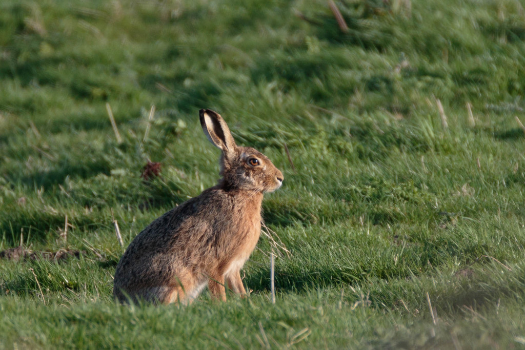 Hare by padlock