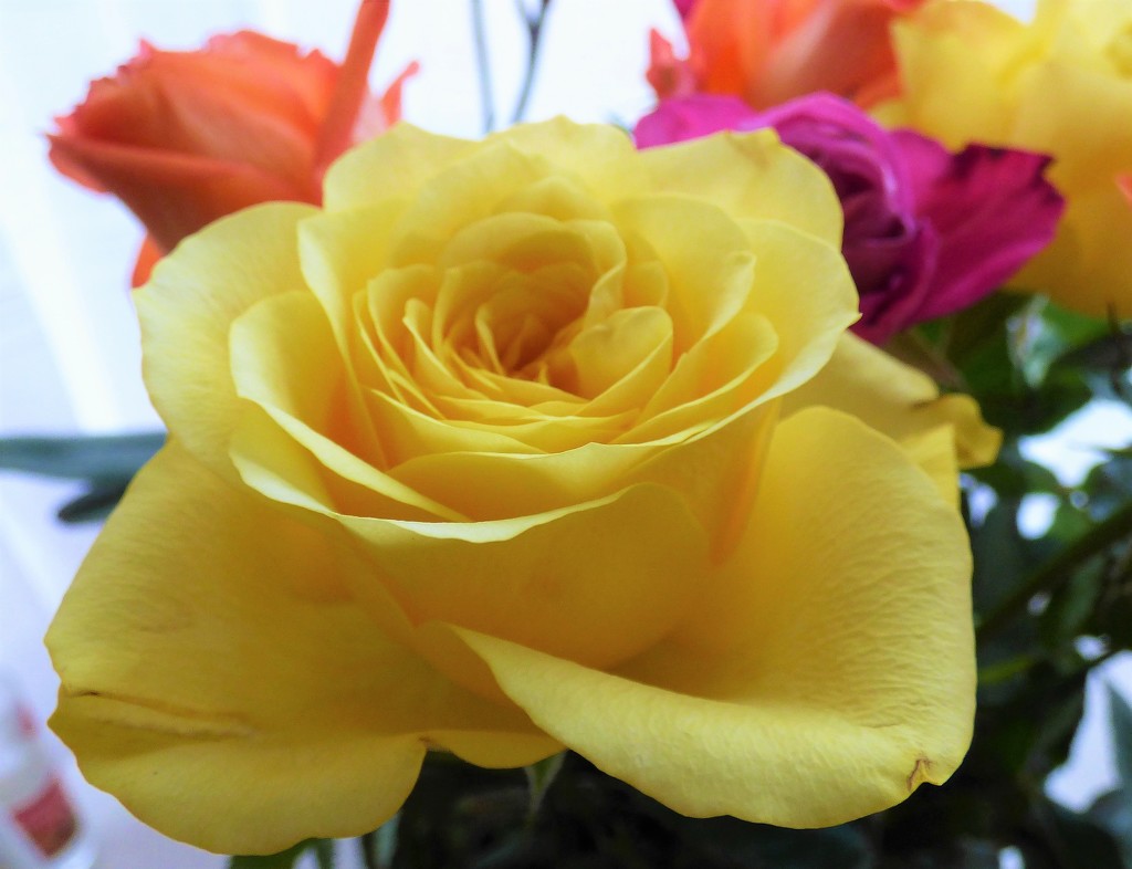 Yellow rose  by beryl
