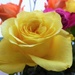 Yellow rose  by beryl