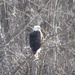 American Eagle by mlwd