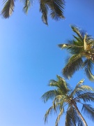 22nd Mar 2017 - Blue skies and palm trees