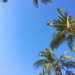 Blue skies and palm trees by 365projectdrewpdavies