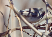 22nd Mar 2017 - Dark-eyed Junco 