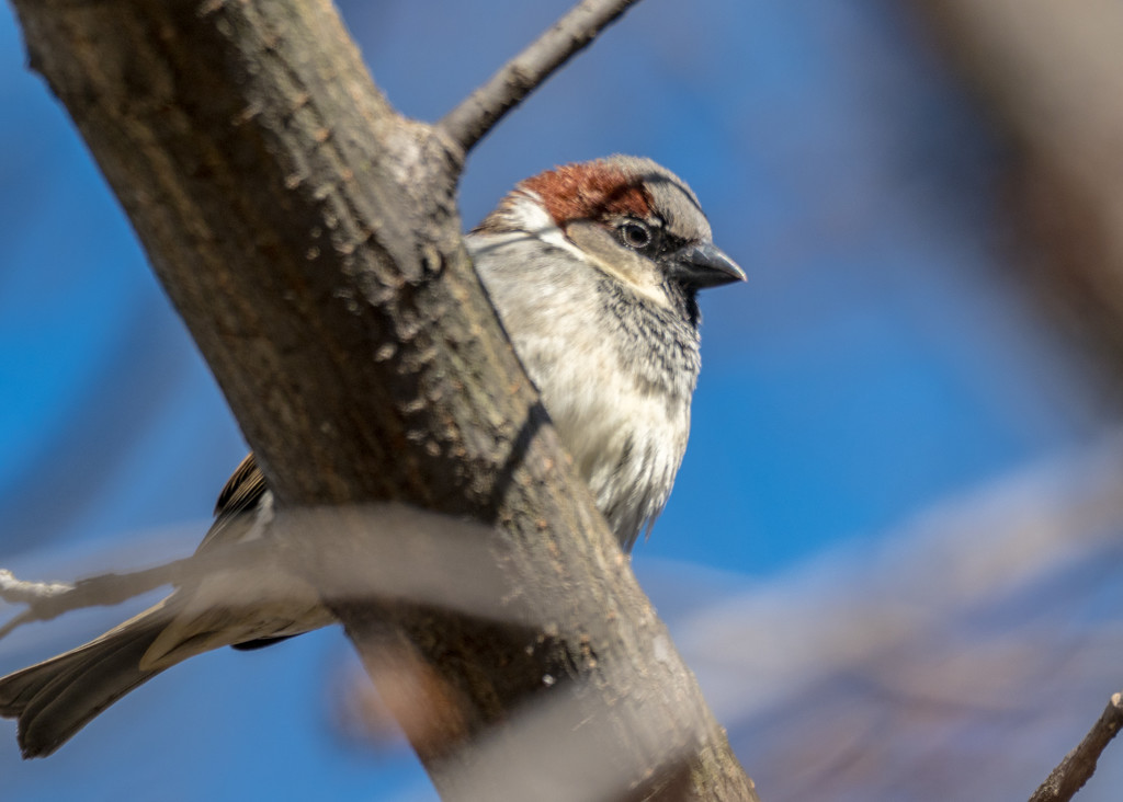 House Sparrow in a tree by rminer