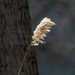 Prairie Grass Before a Tree Trunk by rminer