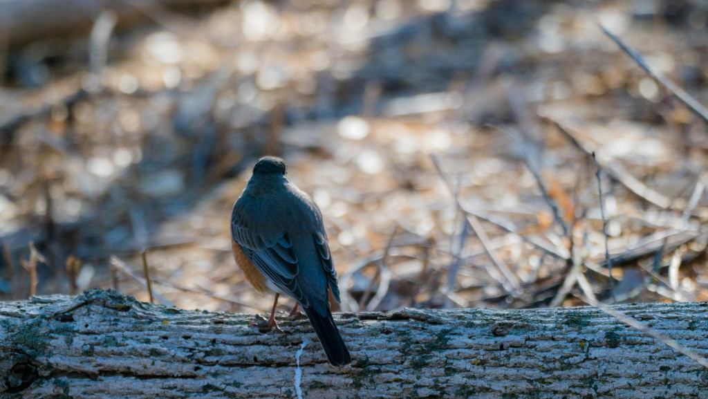 American Robin on a log by rminer