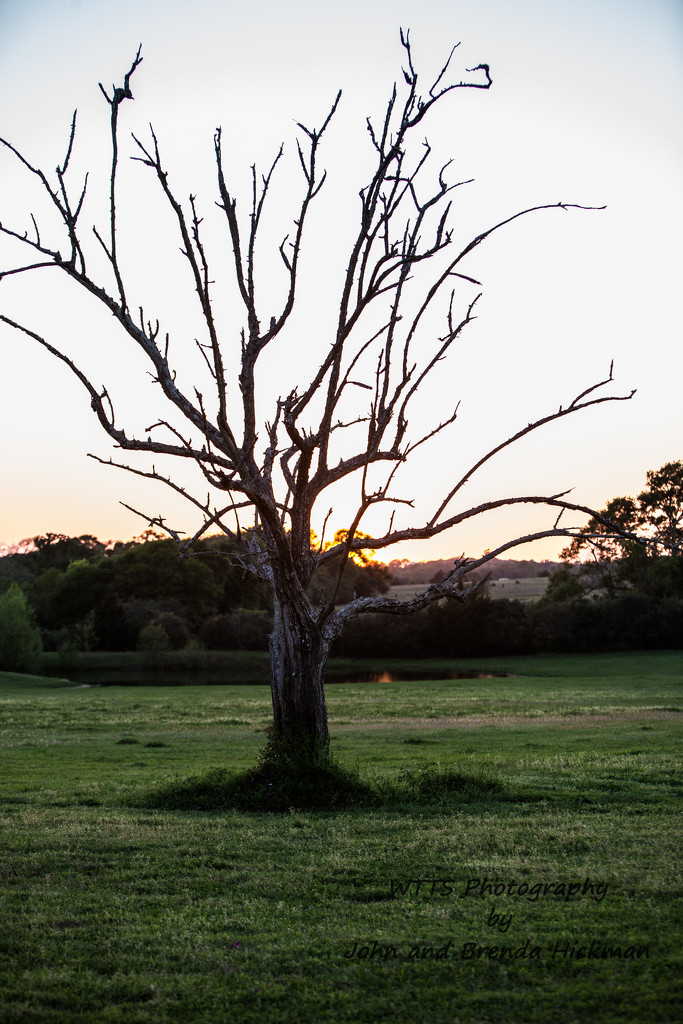 Solitatary Tree at Sunset by swwoman