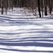 Long Shadows in the Snow by radiogirl