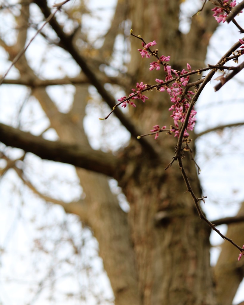 Red Bud by daisymiller
