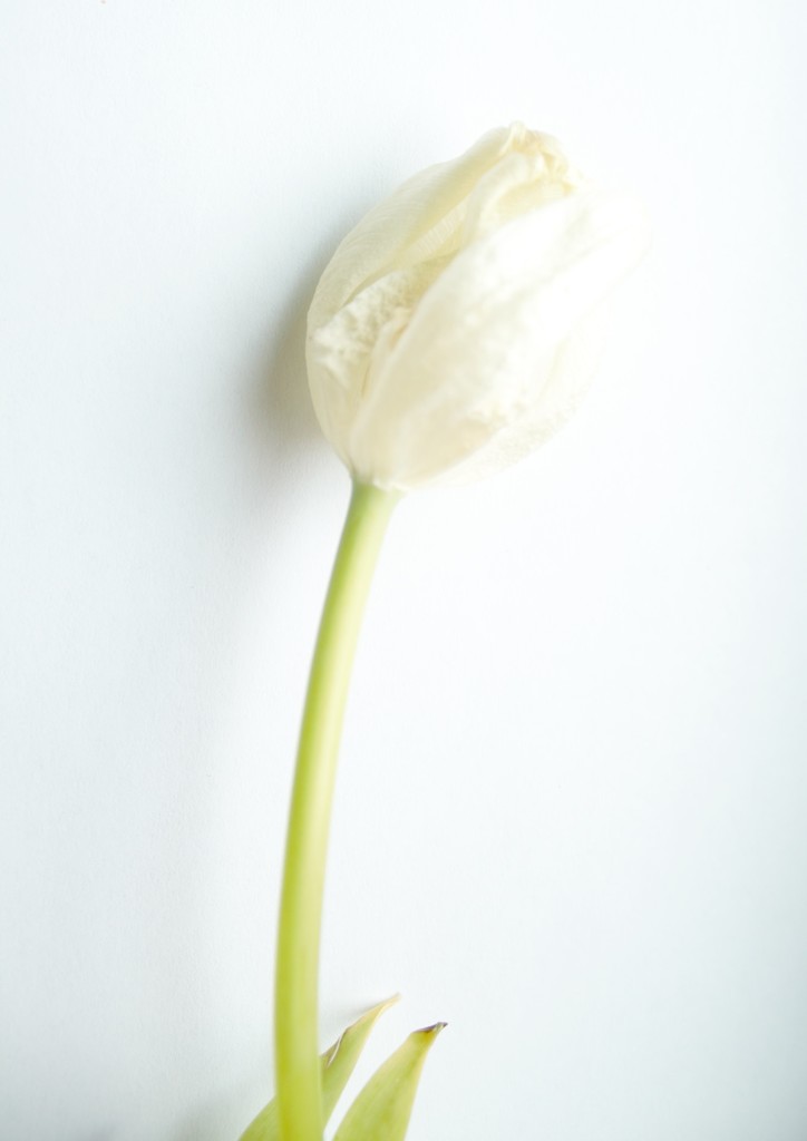 Tulip - High Key by granagringa