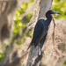 Lil Blue Heron in Ralph's Tree! by rickster549