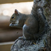 Squirrel Letting the Pieces Fly! by rickster549