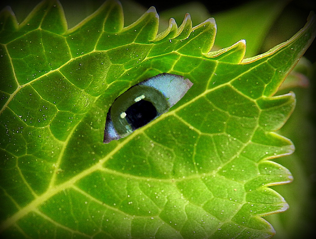 Eye Leaf You This by homeschoolmom