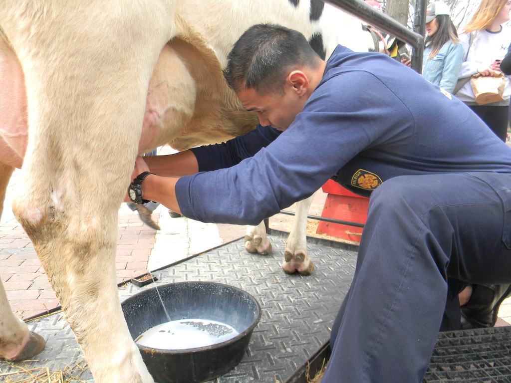 Firefighter Milking Cow by sfeldphotos