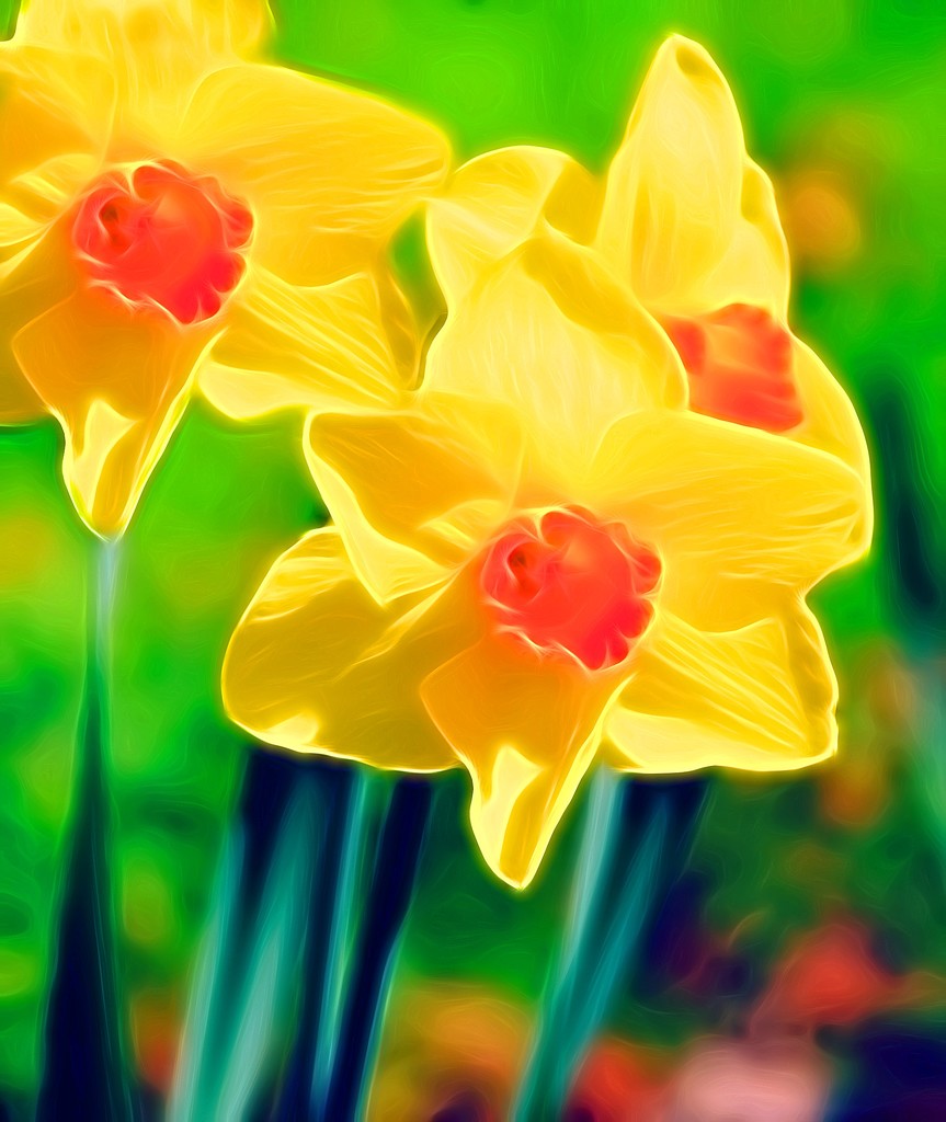 Daffodils  by joysfocus