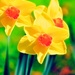 Daffodils  by joysfocus