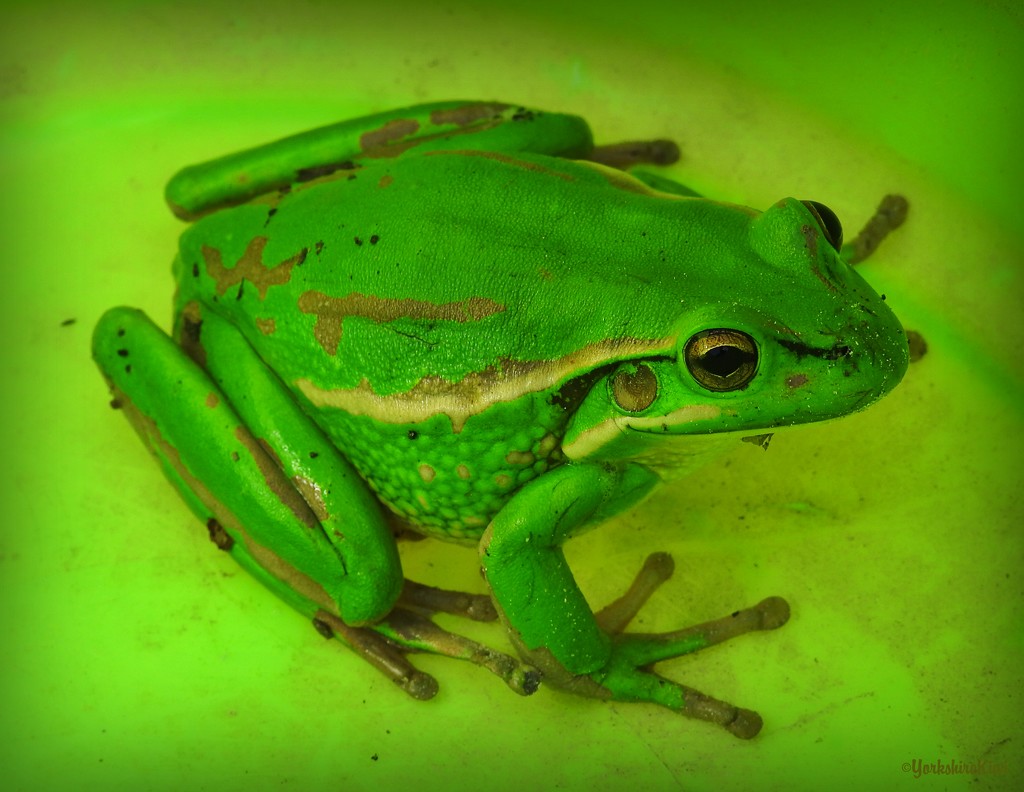 Green and Gold Bell Frog by yorkshirekiwi