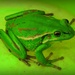 Green and Gold Bell Frog by yorkshirekiwi