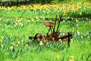 22nd Mar 2017 - Rusted In A Field Of Daffodils