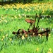 Rusted In A Field Of Daffodils by joysfocus