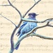 Blue Jay by joysfocus