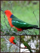2nd Aug 2016 - King Parrots