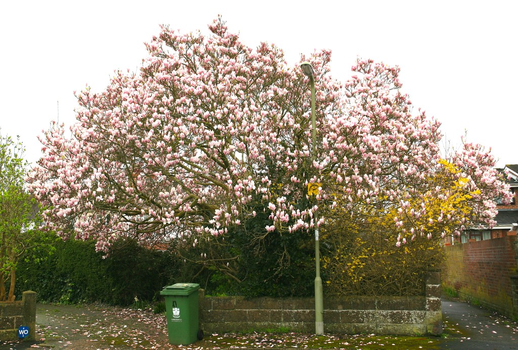 Magnolia Magnificence by davemockford