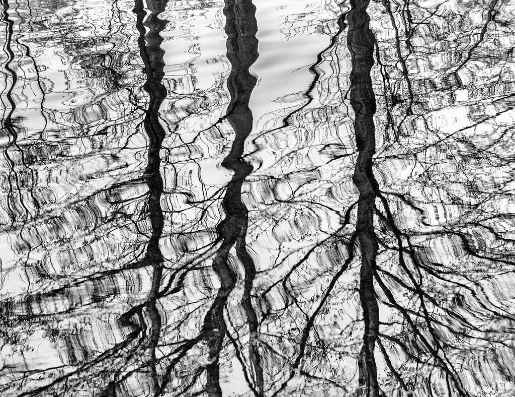 Bare Branch Reflections by davidrobinson