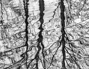 30th Dec 2016 - Bare Branch Reflections