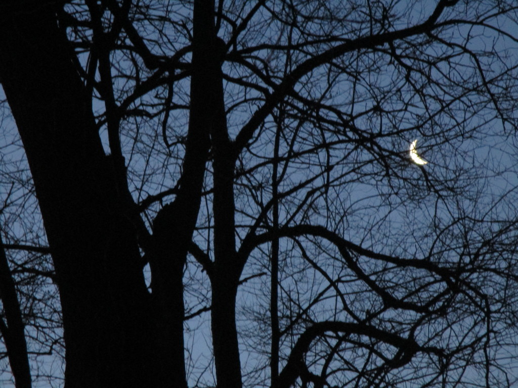 Crescent Moon by julie