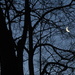 Crescent Moon by julie