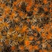 Orange carpet by gosia